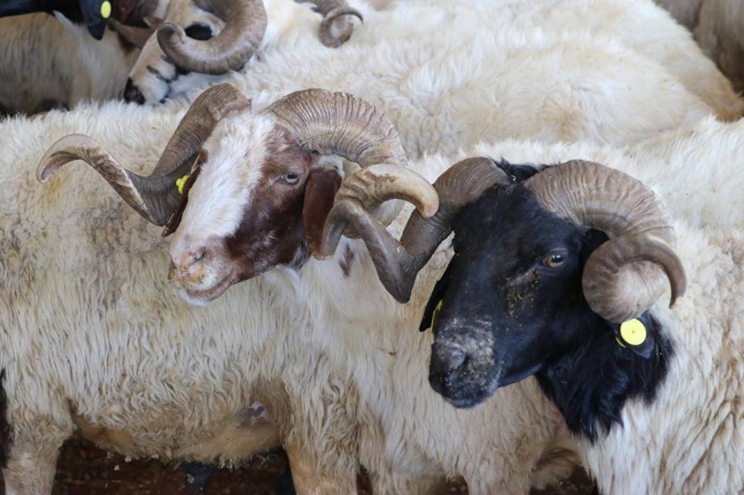 Kurban ibadetiyle ilgili doğru bilinen yanlışlar 3